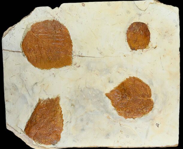 Four Fossil Leaves (Zizyphoides & Davidia) - Montana #115303